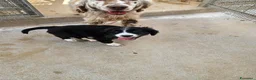 Meticcio cani in regalo: Martina: cucciola taglia media contenuta  - Annuncio 5