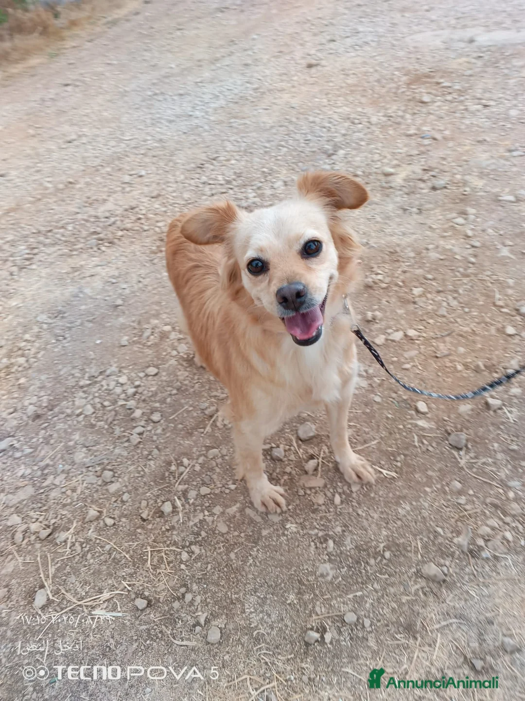 Meticcio cani in regalo: Najma, una dolce e tenera meticcia - Annuncio 7