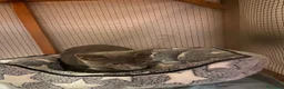 Certosino gatti in regalo: Certosino dolcissimo  - Annuncio 1