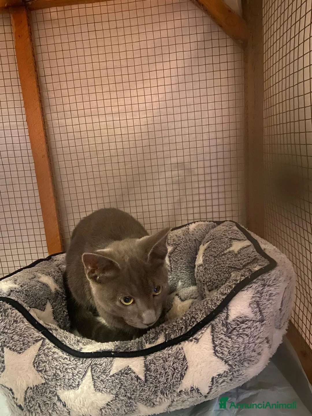 Certosino gatti in regalo: Certosino dolcissimo  - Annuncio 1