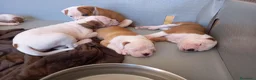 Bulldog cani in vendita: Cucciolo American bulldog  - Annuncio 18