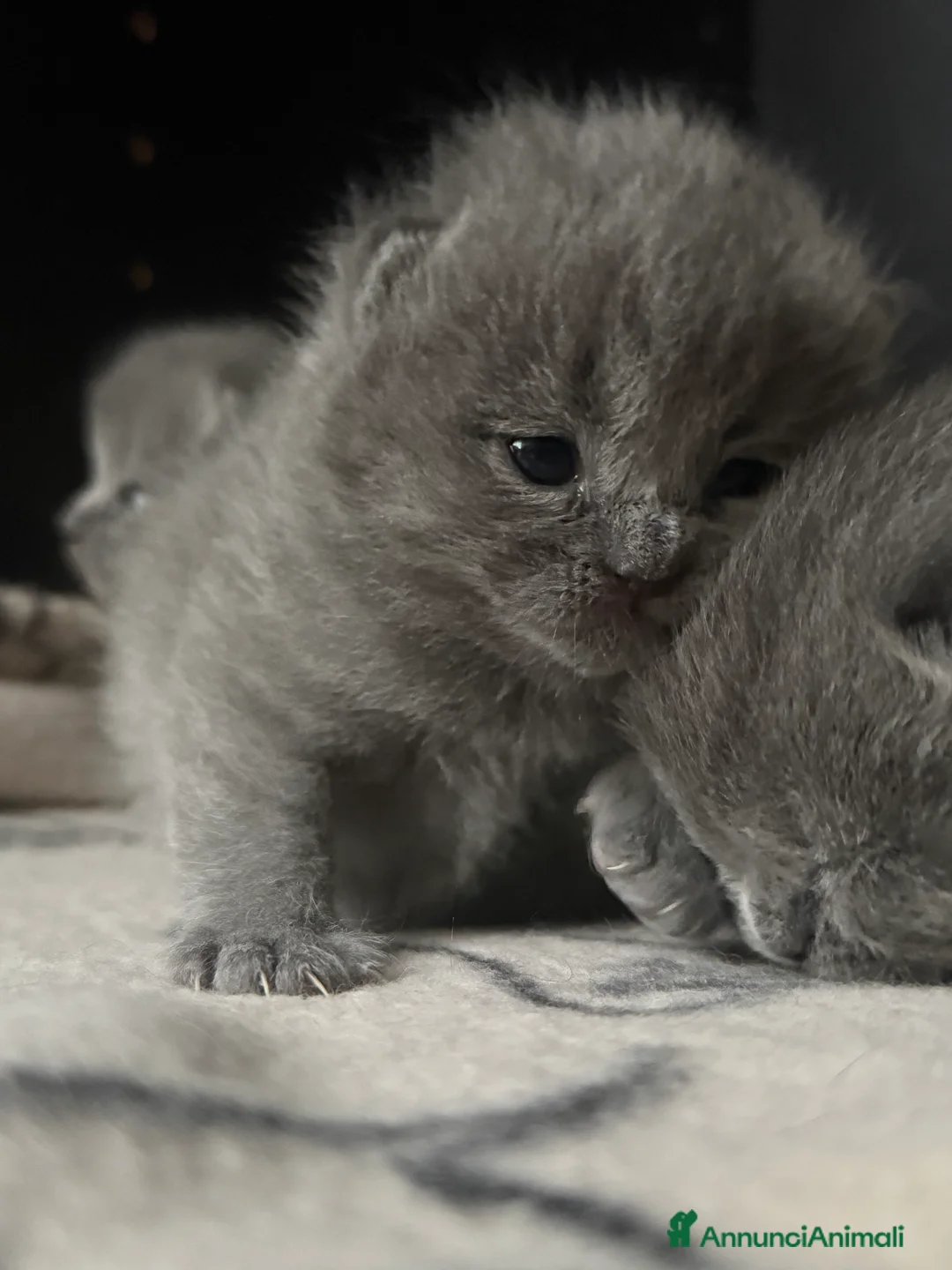 Scottish gatti in vendita: Gattini scottish fold blue - Annuncio 3