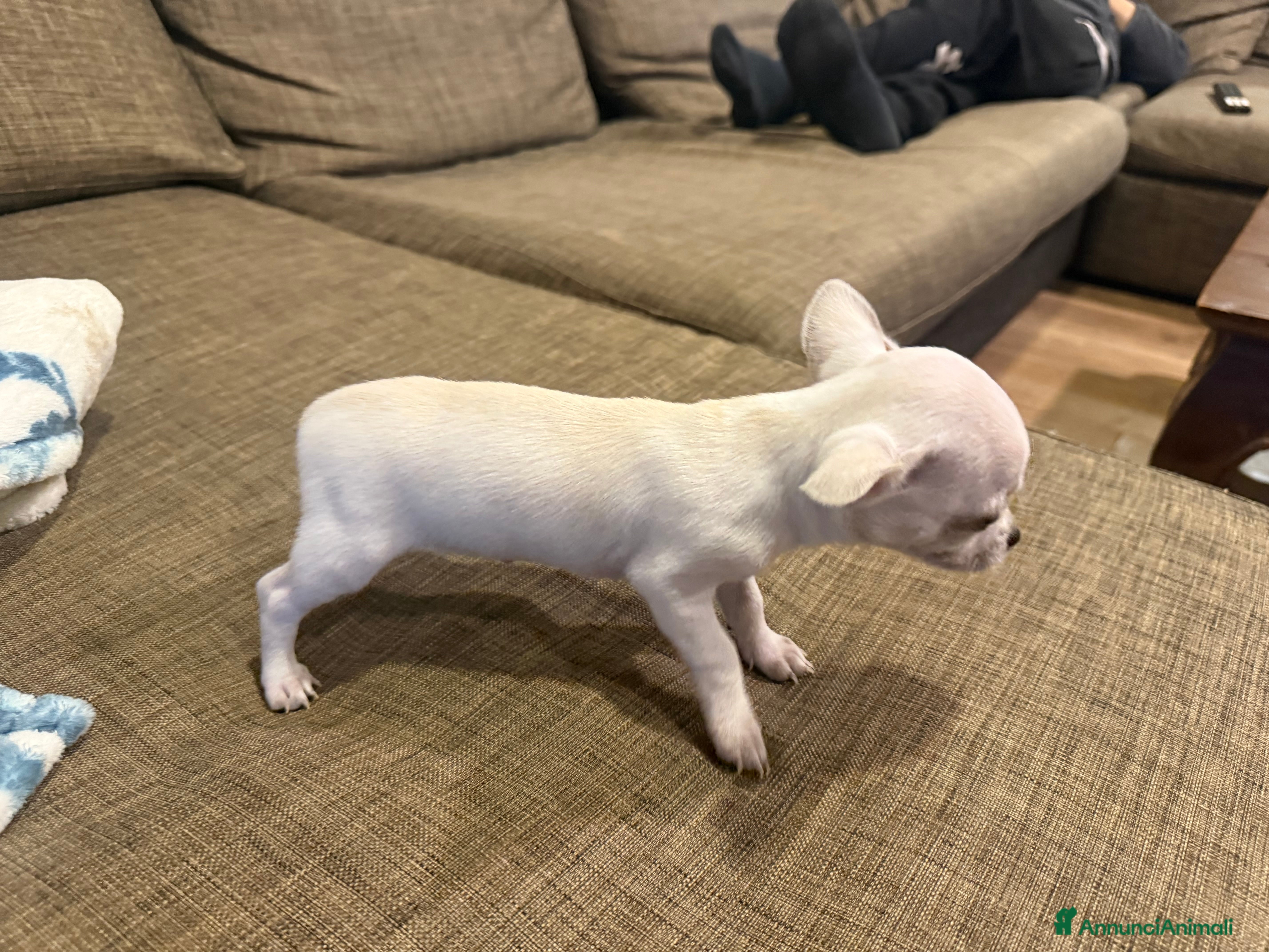 Chihuahua cani Chihuahua di 2 mesi maschio - Annuncio 2