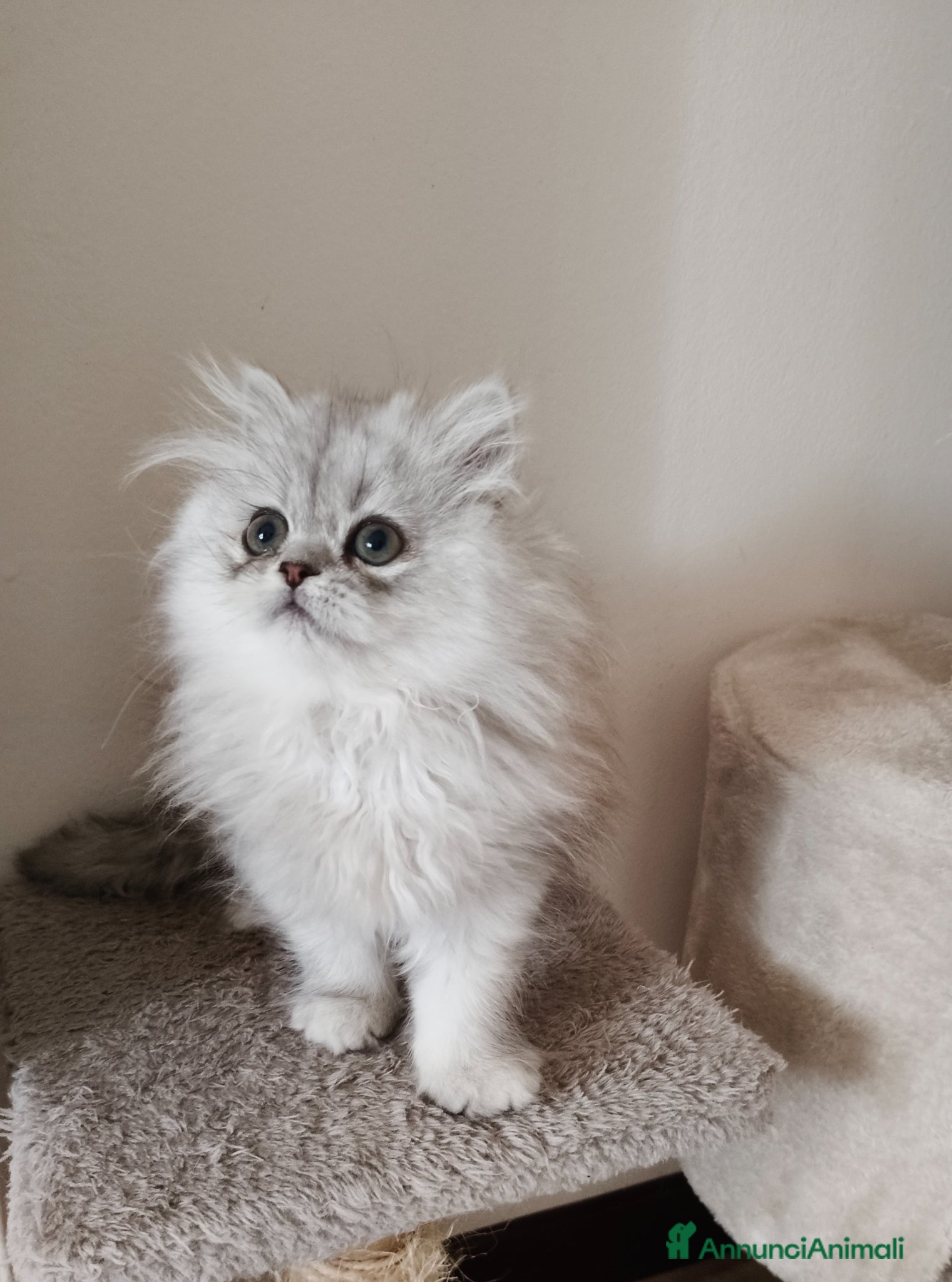 Persiano gatti Cucciola persiana  - Annuncio 6