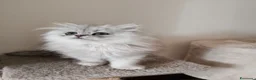 Persiano gatti in vendita: Cucciola persiana  - Annuncio 1