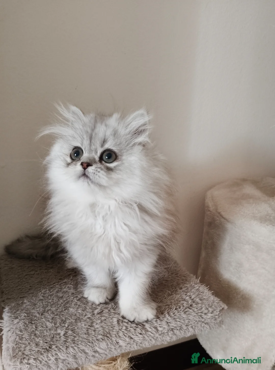 Persiano gatti in vendita: Cucciola persiana  - Annuncio 1