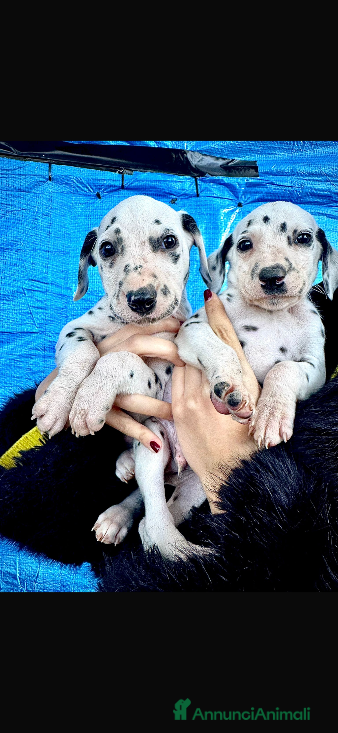 Dalmata cani in vendita: Cuccioli Dalmata con Pedigree - Annuncio 1