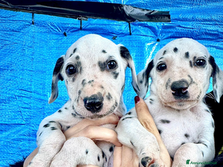 Dalmata cani Cuccioli Dalmata con Pedigree - Annuncio 19