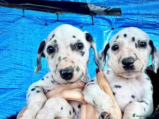 Dalmata cani Cuccioli Dalmata con Pedigree - Annuncio 16