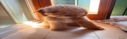 Barboncino cani in vendita: barboncino 10 mesi - Annuncio 5