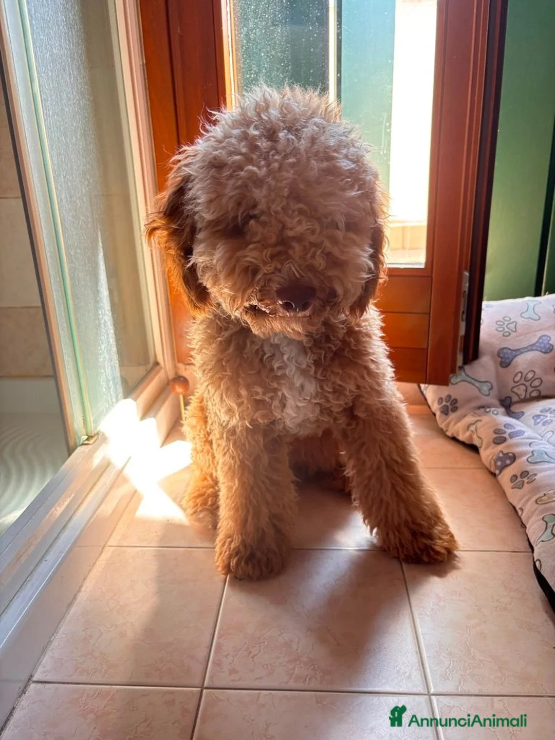 Barboncino cani in vendita: barboncino 10 mesi - Annuncio 5