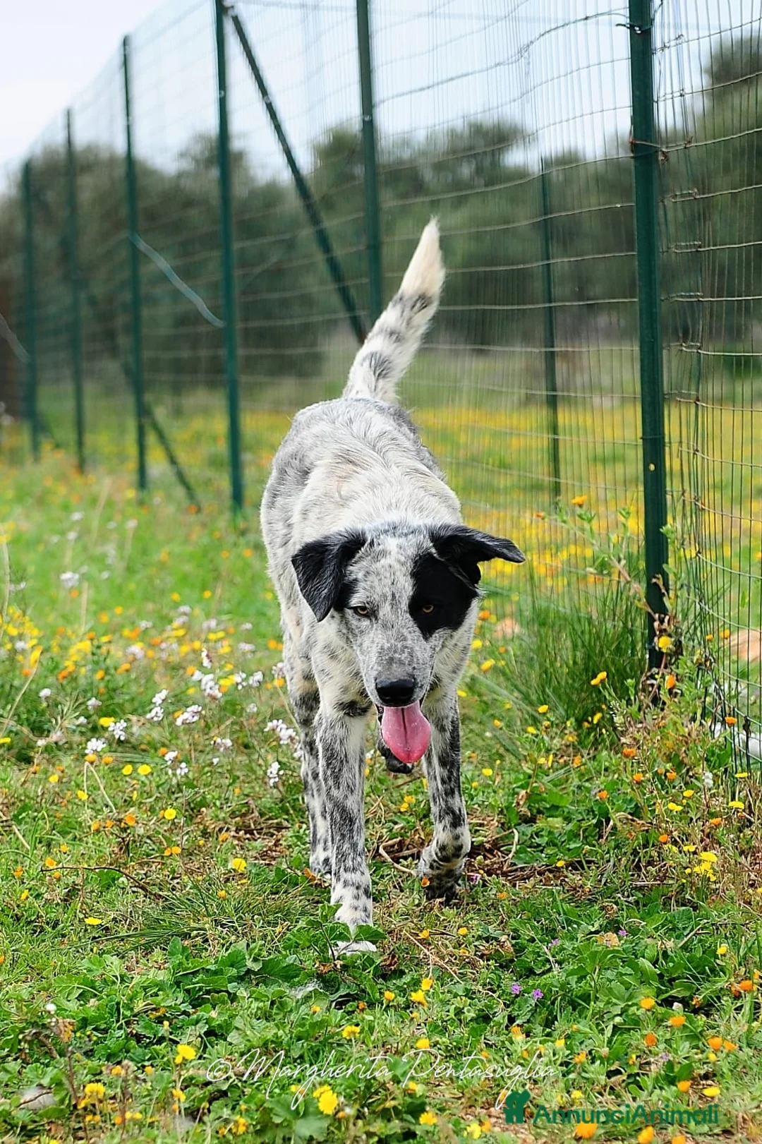 Meticcio cani in regalo: Furia mix Setter 2anni da mesi in CANILE.PUGLIA  a Città Metropolitana di Milano - Annuncio 1