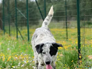 Meticcio cani Furia mix Setter 2anni da mesi in CANILE.PUGLIA a Città Metropolitana di Milano - Annuncio 25