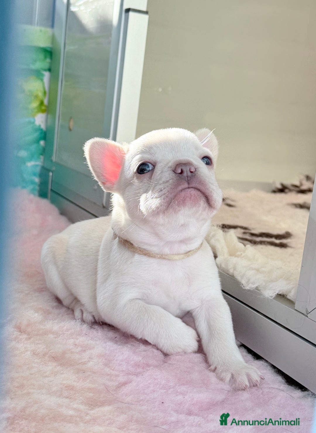 Bulldog Francese cani in vendita: Cuccioli Bulldog francese esotico - Annuncio 3