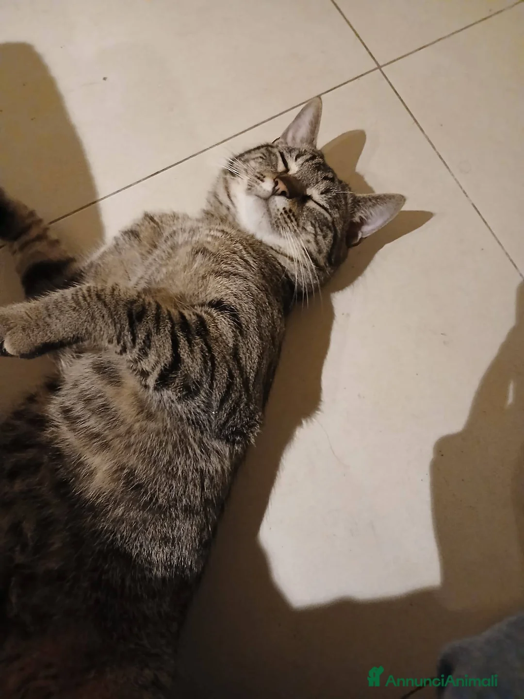 Meticcio gatti in regalo: Saisey micio coccolone - Annuncio 5