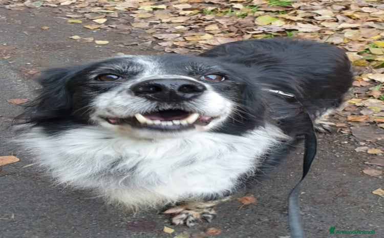 Meticcio cani a Città metropolitana di Milano - Annuncio 16