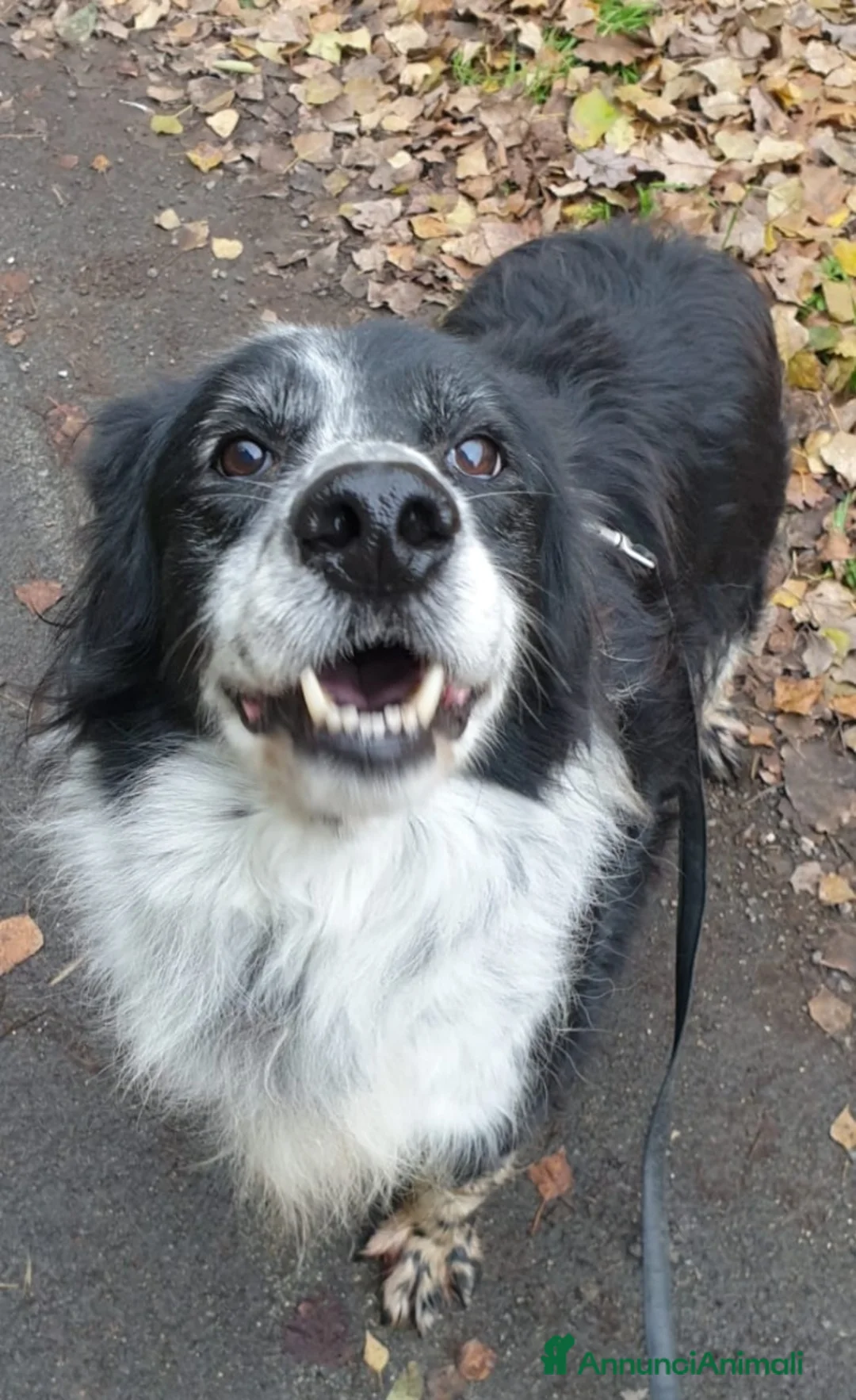 Meticcio cani in regalo: 2fratelli classe 2012, x 10anni in 1lager.ROMA a Città metropolitana di Milano - Annuncio 1