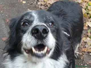 Meticcio cani 2fratelli classe 2012, x 10anni in 1lager.ROMA a Città metropolitana di Milano - Annuncio 41