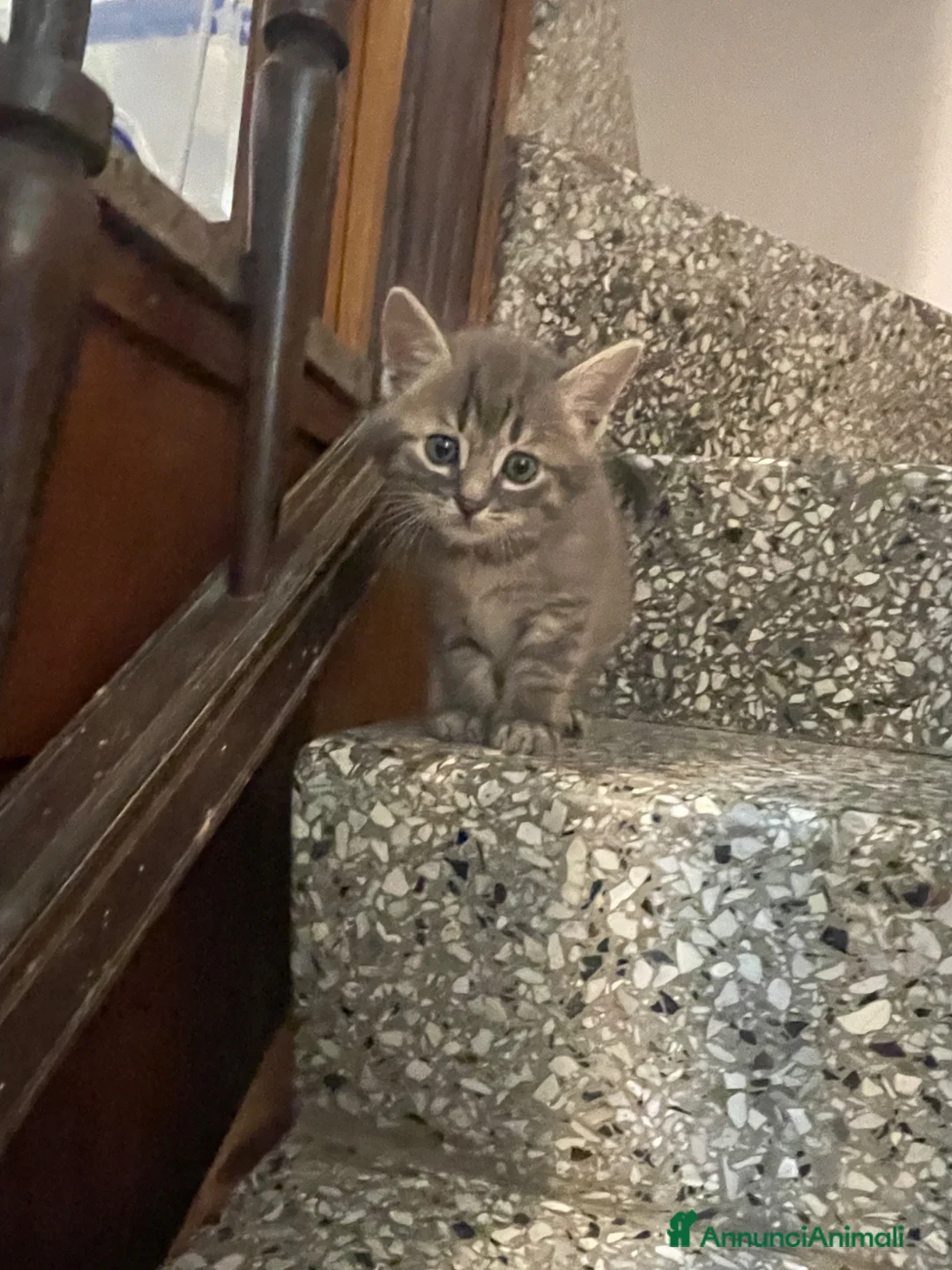 Meticcio gatti in vendita: Gattino carino  - Annuncio 8
