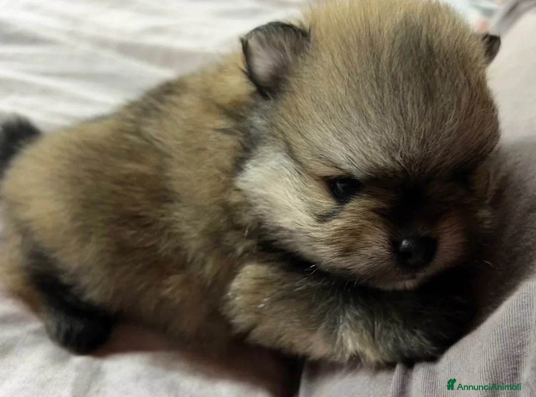 Spitz cani in vendita: Pomerania Spitz tedesco nano  a Città metropolitana di Roma Capitale - Annuncio 2