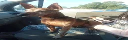 Meticcio cani in regalo: Billo simil pinscher cerca casa - in adozione - Annuncio 5