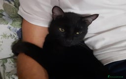 Altre razze gatti in regalo: Adozione del cuore due mici di tre anni - Annuncio 6