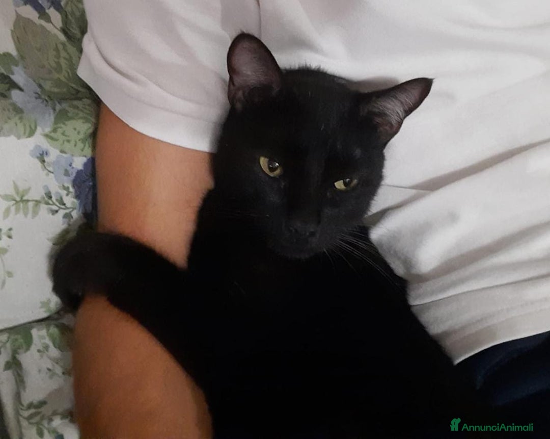 Altre razze gatti in regalo: Adozione del cuore due mici di tre anni - Annuncio 6