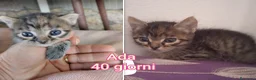 Altre razze gatti in regalo: Servono adozioni x salvarli a Provincia di Modena - Annuncio 6