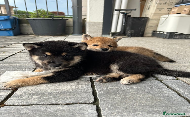 Shiba Inu cani a Città Metropolitana di Torino - Annuncio 2