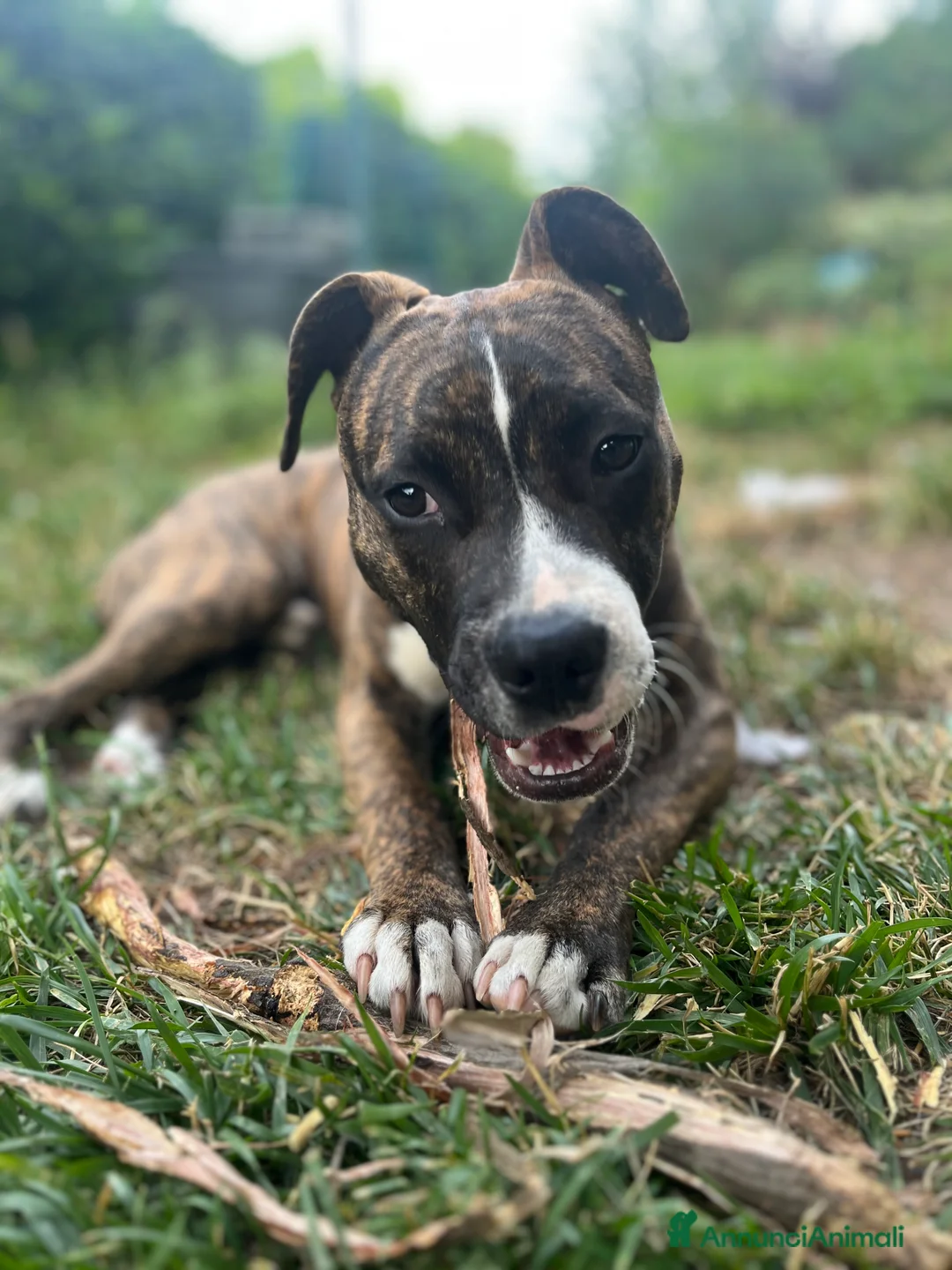 American Staffordshire cani in regalo: Regalo cane - Annuncio 3