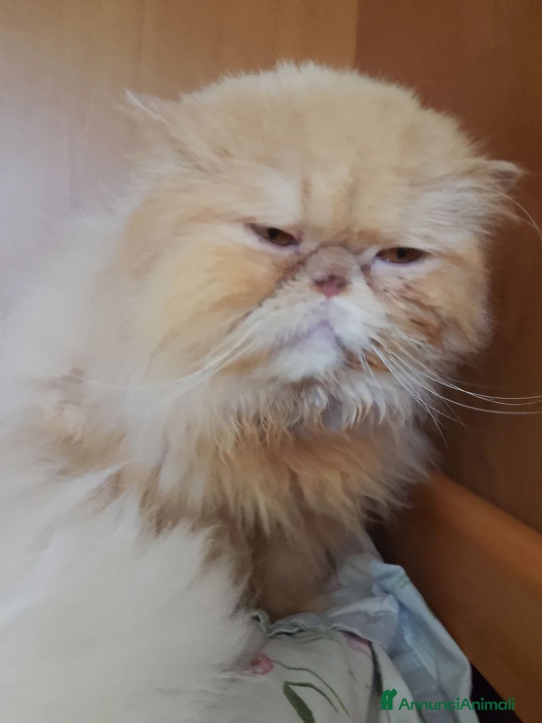 Persiano gatti in vendita: Gatto persiano  - Annuncio 2