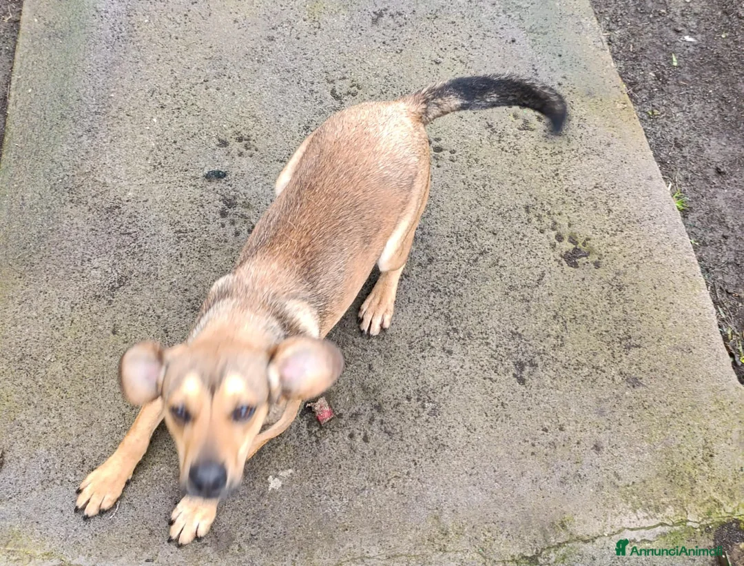 Beagle cani in regalo: Martino, Beagle Mix in Canile a Provincia di Rovigo - Annuncio 2