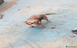 Altre razze cani in regalo: Regalo tre cuccioletti - Immagine 5