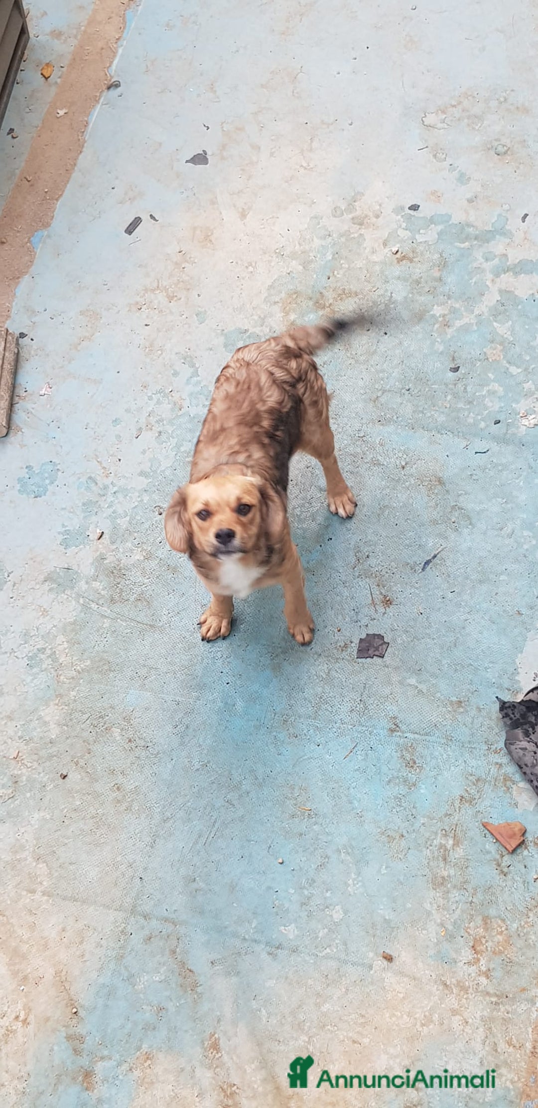 Altre razze cani in regalo: Regalo tre cuccioletti - Immagine 5