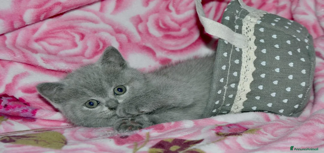 Immagine della galleria {{count}}