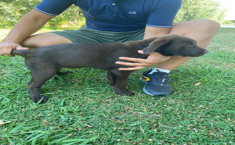 Labrador cani a Province of Frosinone - Annuncio 2