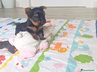 Yorkshire cani Yorkshire terrier toy - Annuncio 26