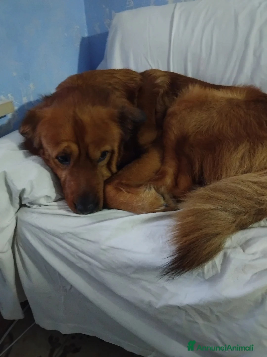 Meticcio cani in regalo: Cuccioli a Provincia di Asti - Annuncio 1