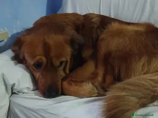 Meticcio cani Cuccioli - Annuncio 1