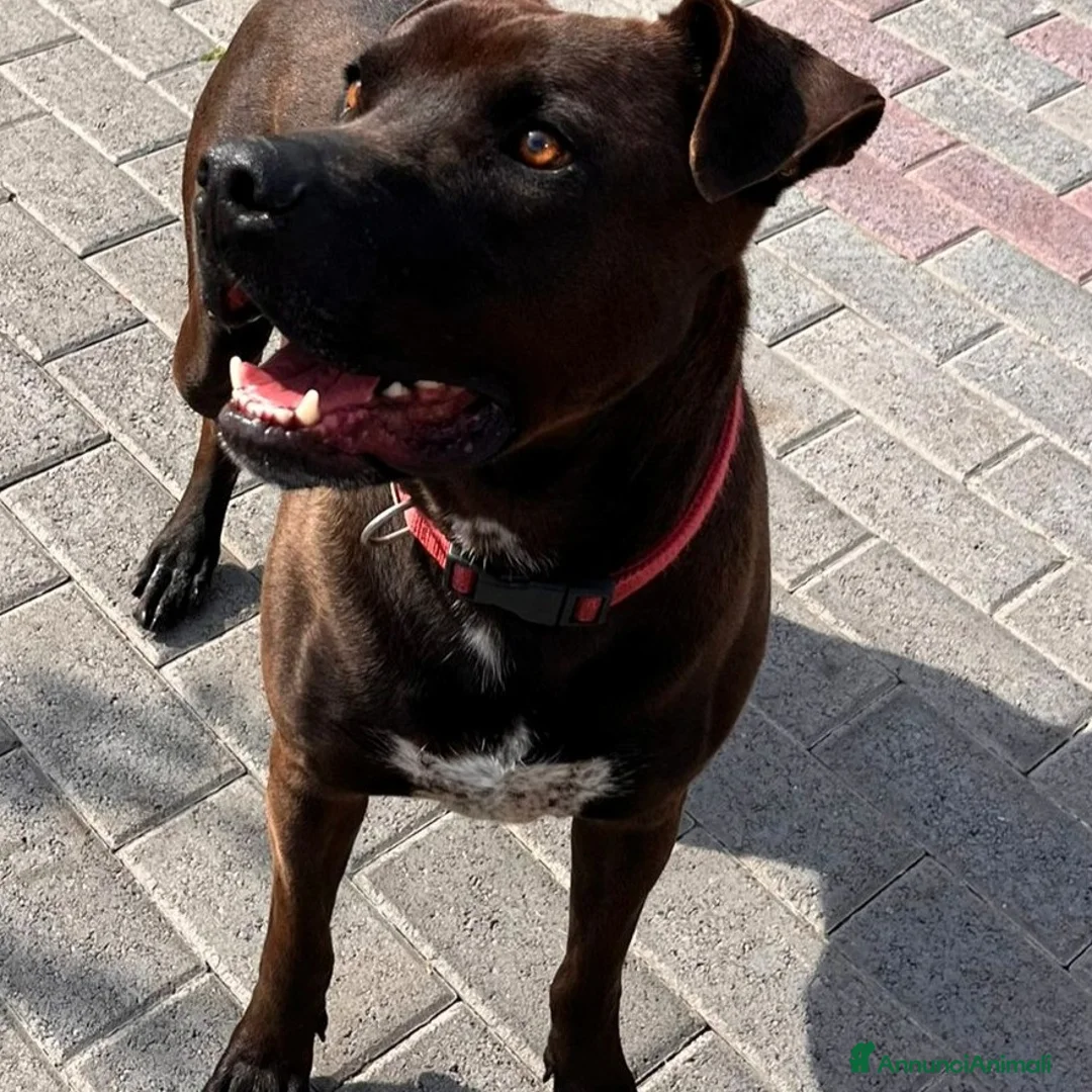 Meticcio cani in regalo: NIGEL BELLISSIMO PIT - Annuncio 2
