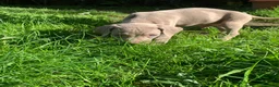 Weimaraner cani in vendita: Ultimi tre Maschietti di Weimaraner - Annuncio 3