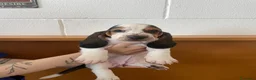 Bassethound cani in vendita: Cucciolata Bassethound  a Città metropolitana di Milano - Annuncio 3