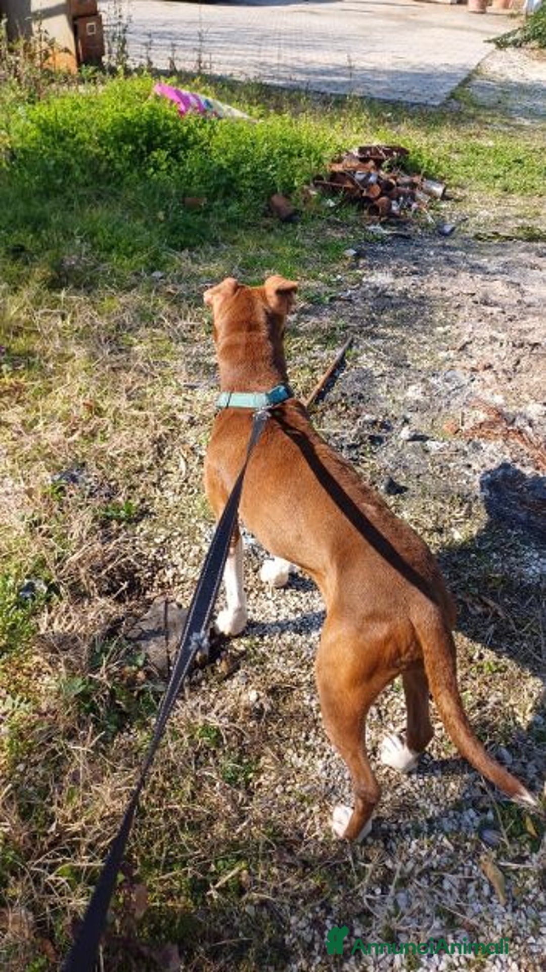 Pitbull cani in regalo: DALILA giovane e socievole con tutti! - Annuncio 3