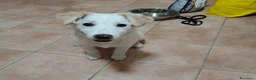 Meticcio cani in regalo: Dolce Eda cerca la sua occasione ❤️ a Provincia di Verona - Annuncio 7