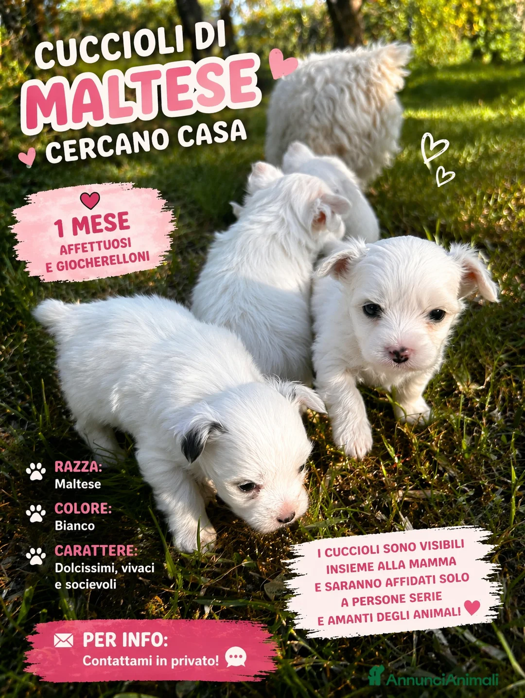 Maltese cani in vendita: Cucciolo maltese  - Annuncio 1