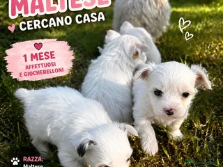 Maltese cani Cucciolo maltese - Annuncio 1