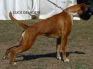 Boxer cani cuccioli boxer - Annuncio 1