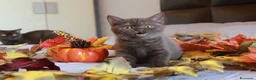 British gatti in vendita: British Shorthair  - Annuncio 3