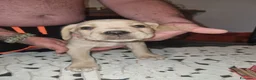 Cane Corso cani in vendita: Splendidi Cuccioli Simile Cane Corso a Città Metropolitana di Bari - Annuncio 9