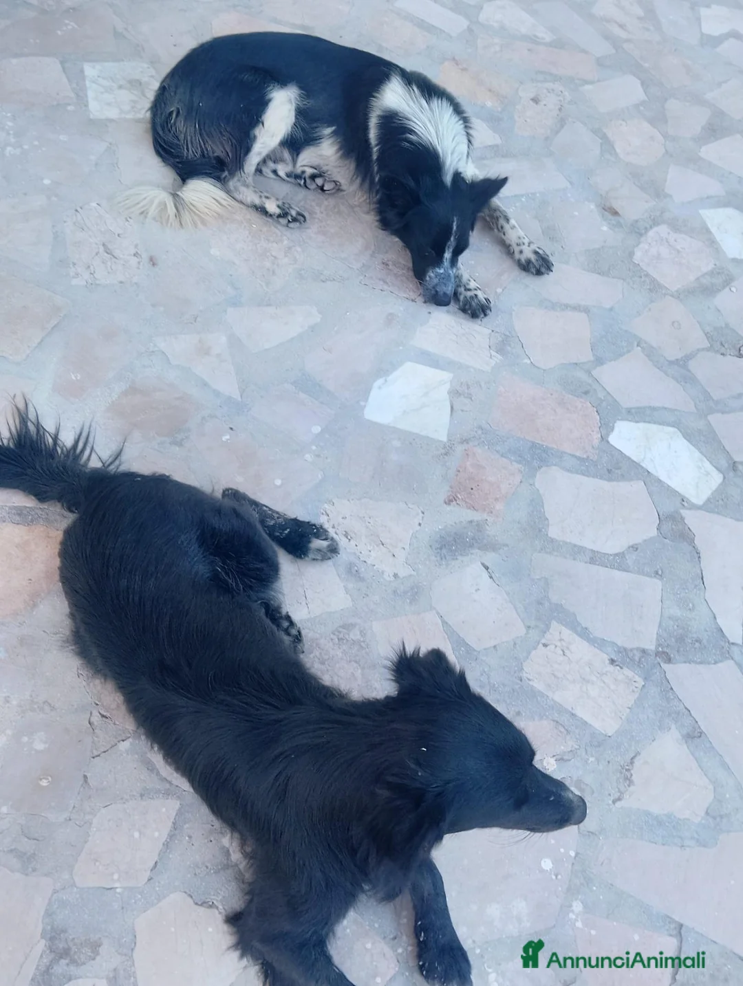Border Collie cani in regalo: regalo cuccioli di border collie - Annuncio 3